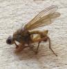 Suillia sp.